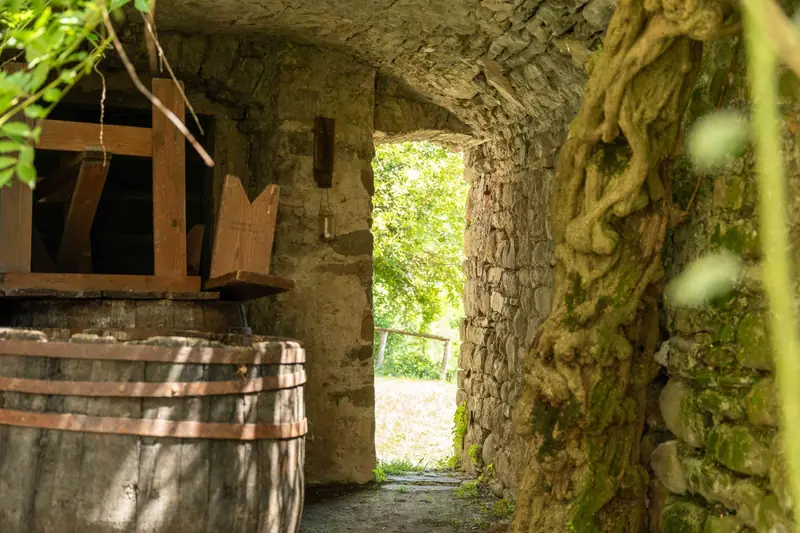 Antica cantina con botti in legno