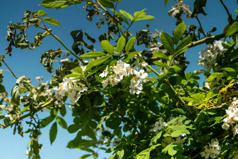 Rosa rampicante contro il cielo