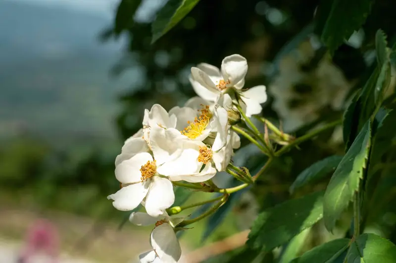 Rose selvatiche affacciate sulla valle