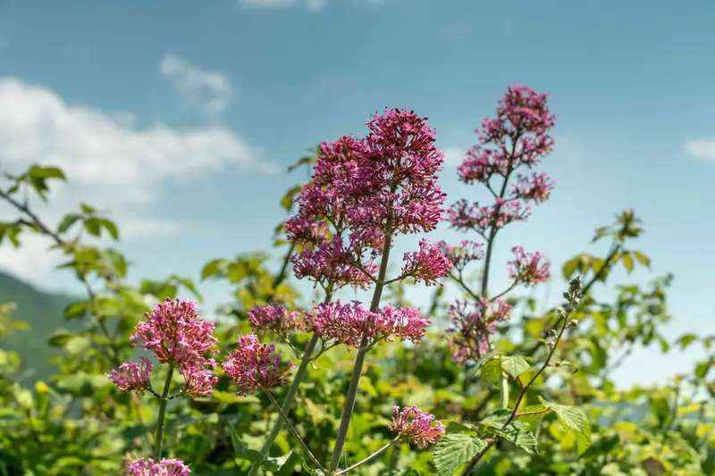 Valeriana rossa in fiore